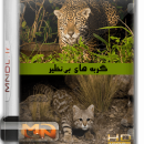 مستند گربه های بی‌نظیر با دوبله فارسی